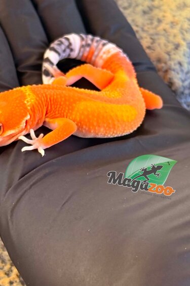 Magazoo Gecko léopard Tangerine Mandarin femelle 25/03/26