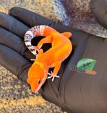 Magazoo Gecko léopard Tangerine Mandarin femelle 25/03/26