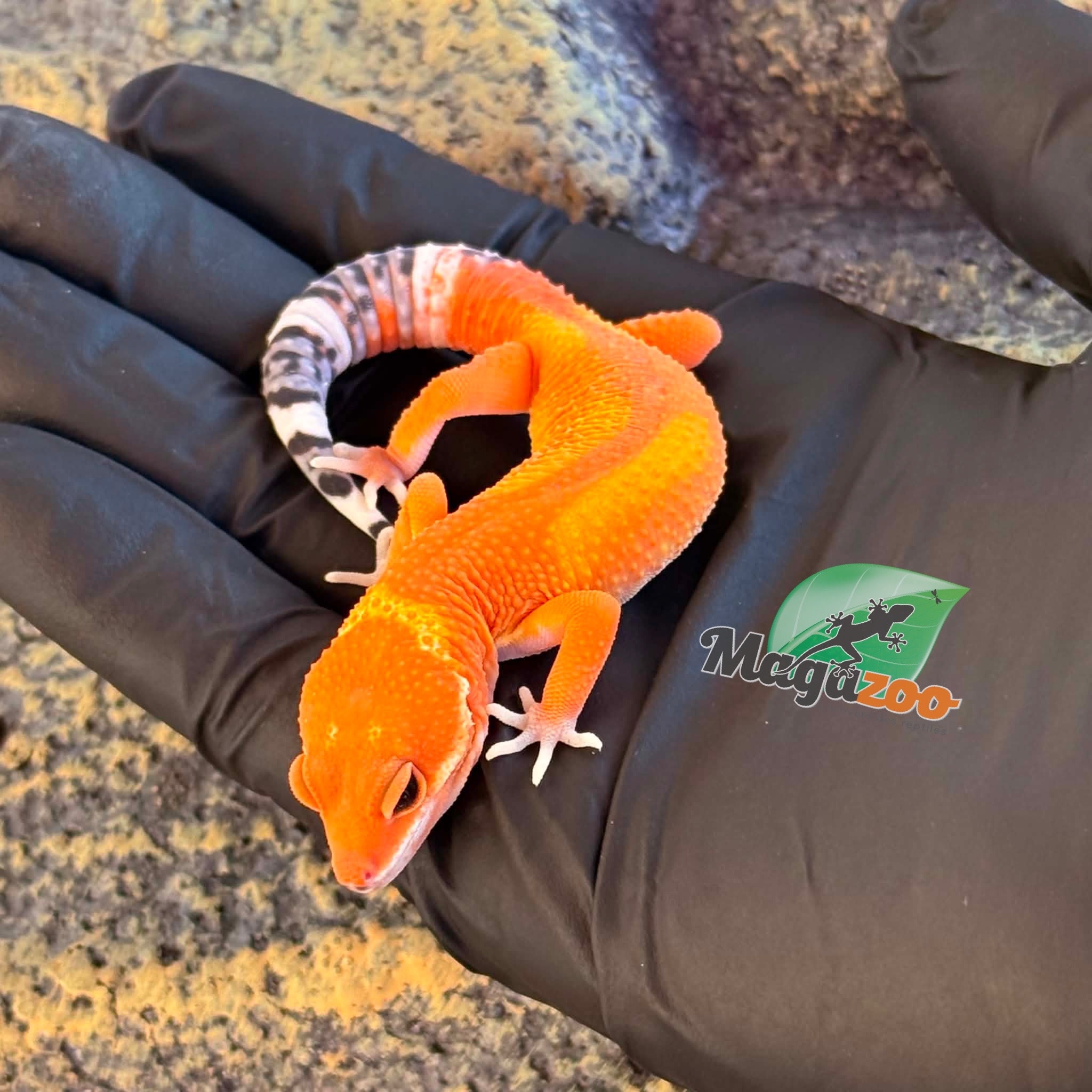 Magazoo Female Tangerine Mandarin Leopard gecko 03/25/26