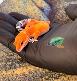 Magazoo Gecko léopard Tangerine Mandarin femelle 25/03/26