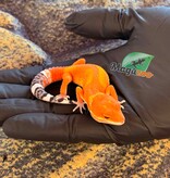 Magazoo Female Tangerine Mandarin Leopard gecko 03/25/26