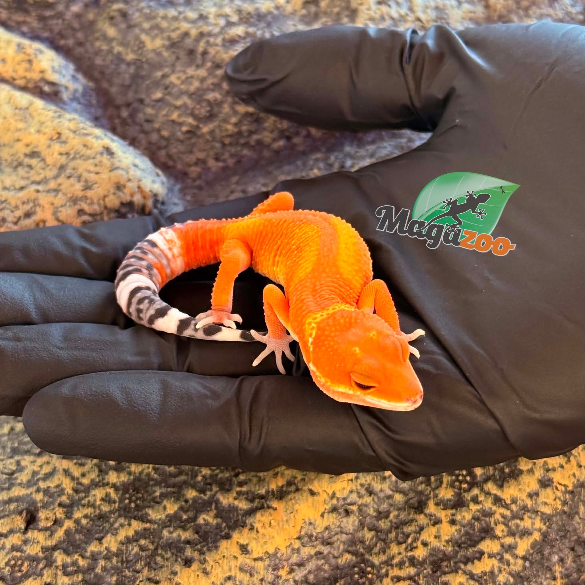 Magazoo Female Tangerine Mandarin Leopard gecko 03/25/26