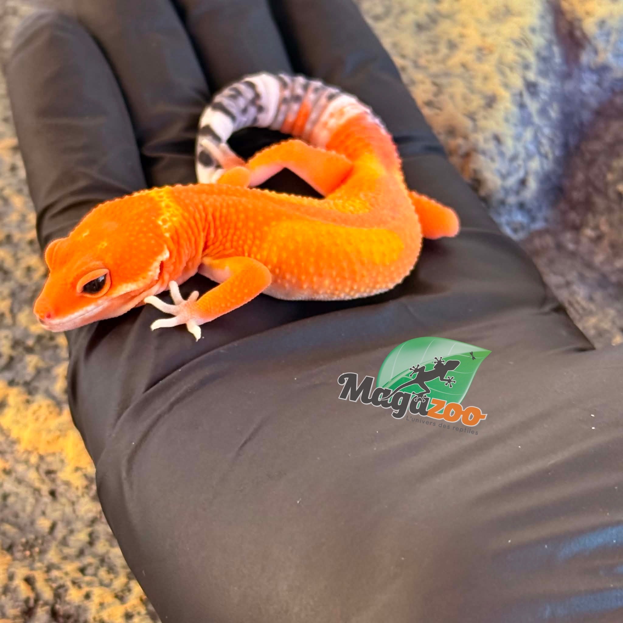Magazoo Female Tangerine Mandarin Leopard gecko 03/25/26