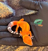 Magazoo Female Tangerine Mandarin Leopard gecko 03/25/26