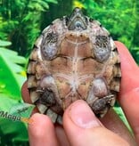 Magazoo Baby Razorback musk CB