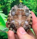 Magazoo Tortue musquée cinosterne caréné bébé CB