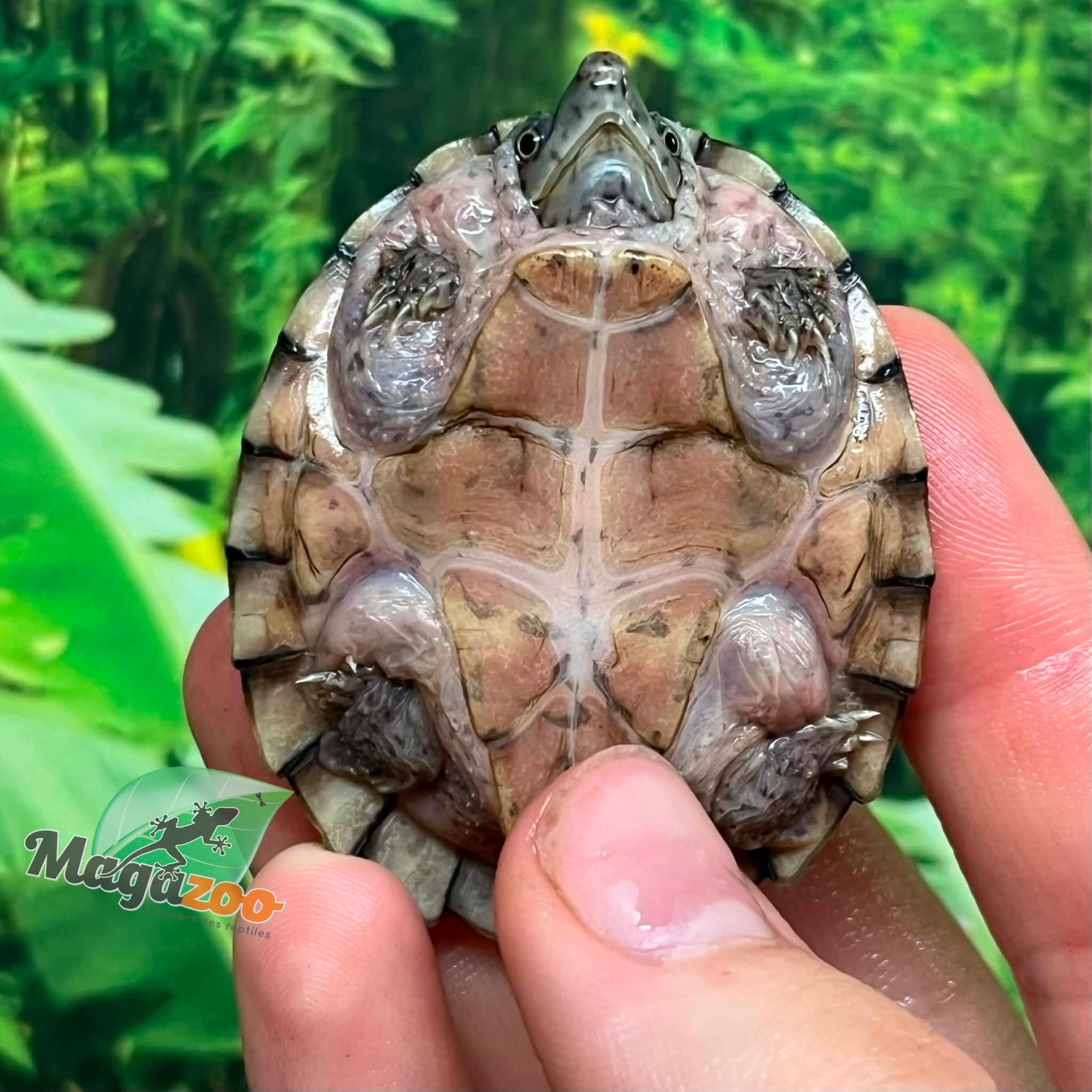 Magazoo Baby Razorback musk CB