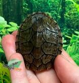Magazoo Tortue musquée cinosterne caréné bébé CB