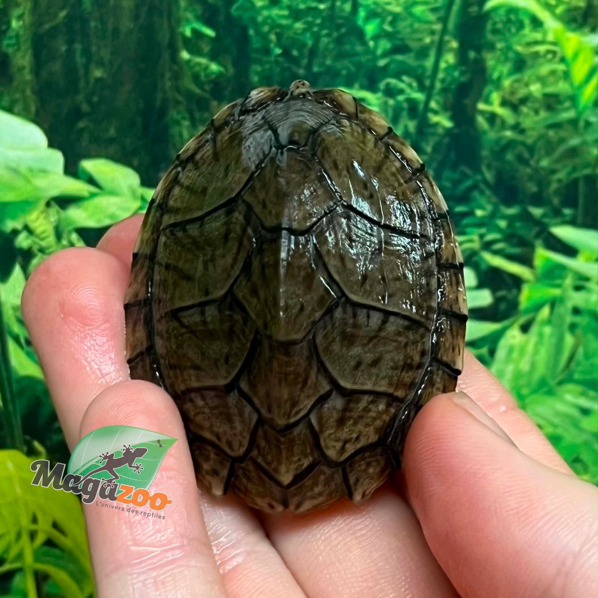 Magazoo Tortue musquée cinosterne caréné bébé CB