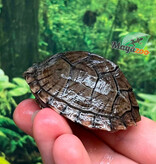 Magazoo Tortue musquée cinosterne caréné bébé CB