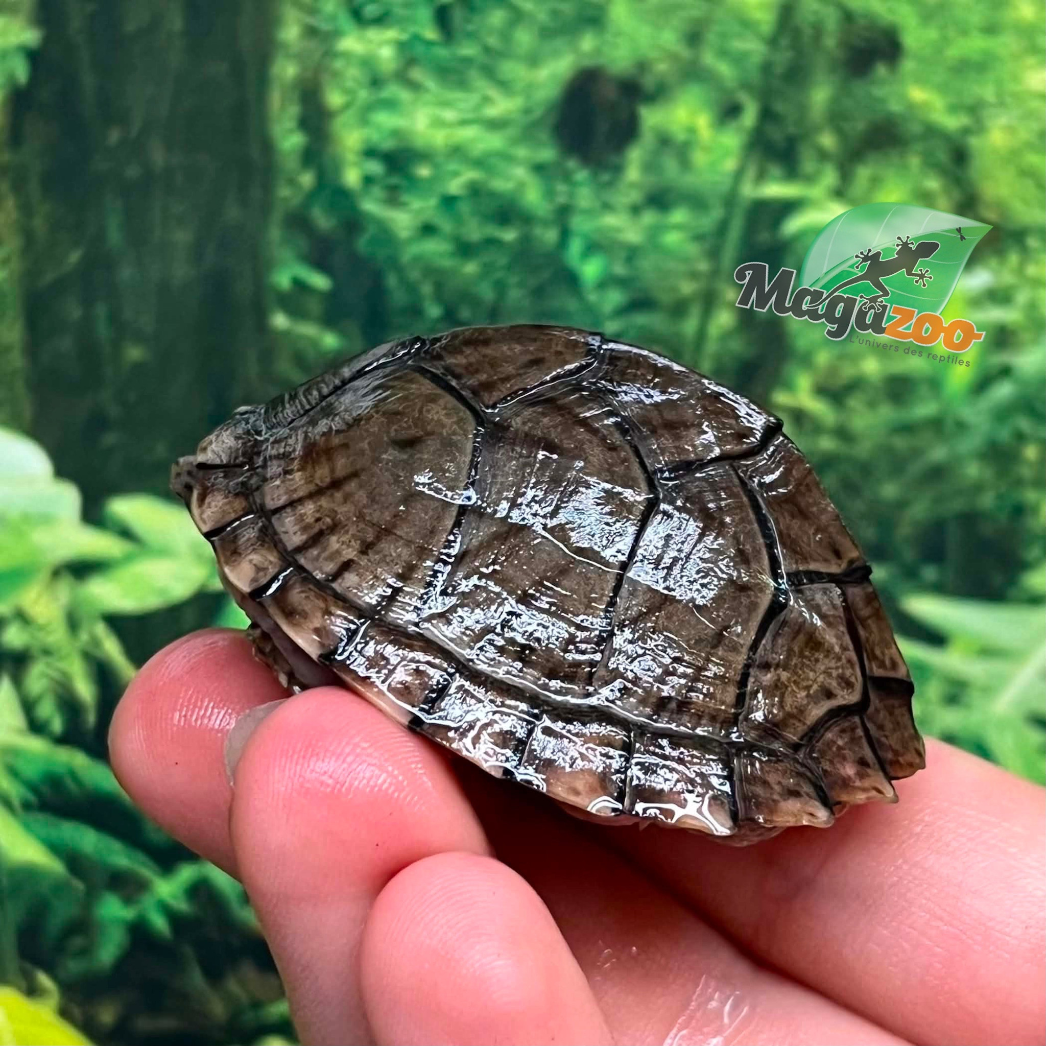 Magazoo Tortue musquée cinosterne caréné bébé CB