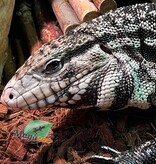 Magazoo Sub-adult Male Argentine Black and white tegu #2