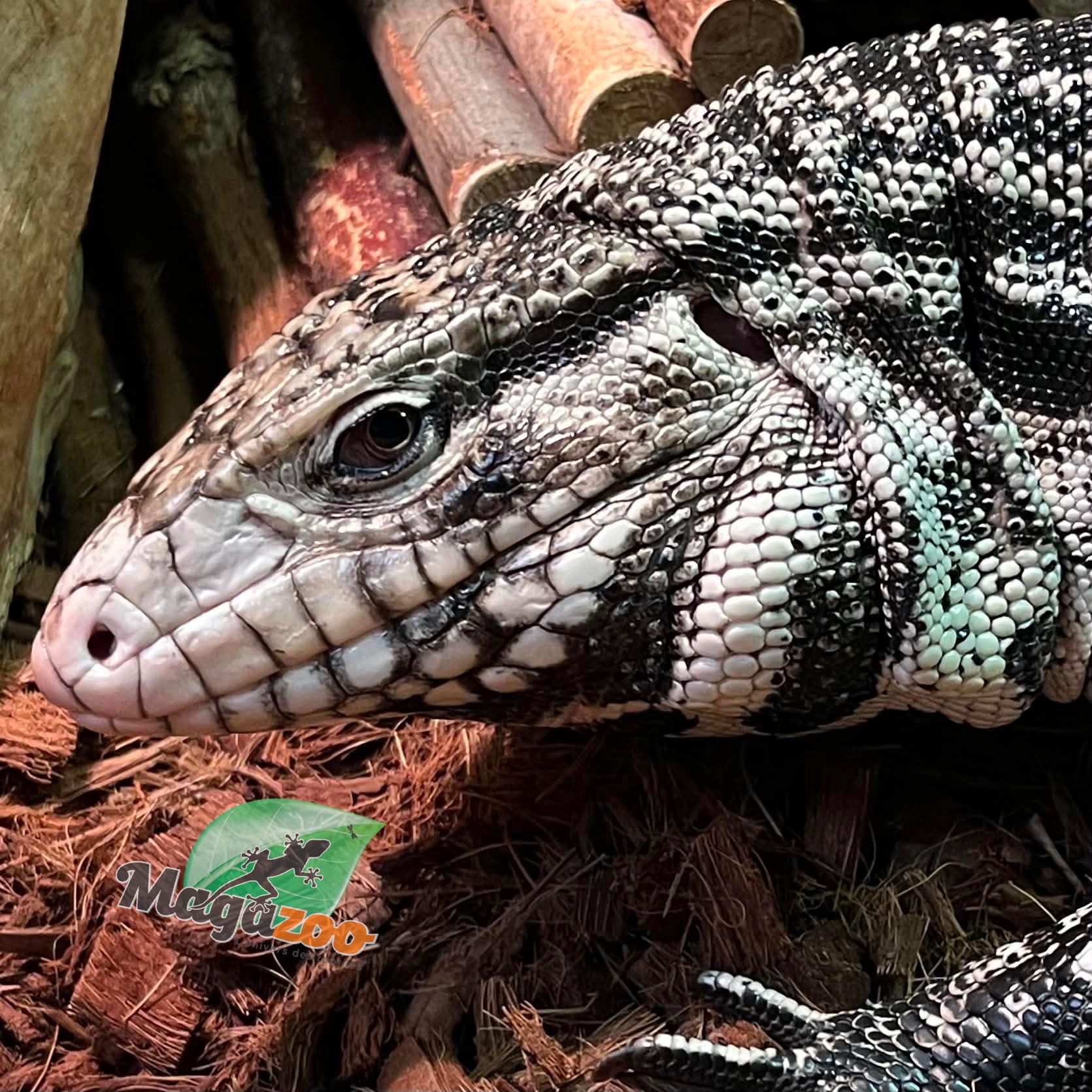 Magazoo Sub-adult Male Argentine Black and white tegu #2