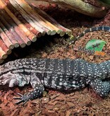 Magazoo Sub-adult Male Argentine Black and white tegu #2