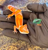 Magazoo Gecko léopard White & Yellow 50% het albino Bell pos. Mandarin  Mâle 02/04/26