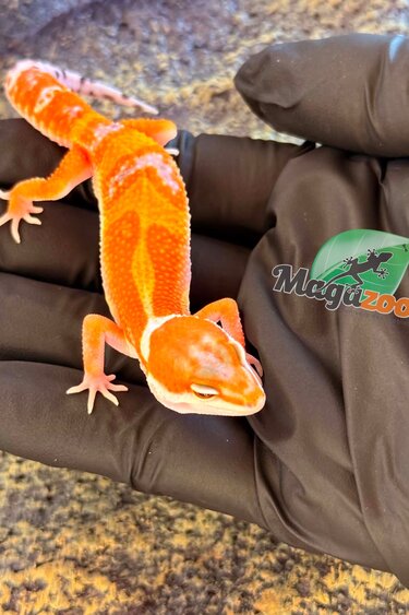 Magazoo Male White & Yellow 50% het albino Bell pos. Mandarin Leopard Gecko 04/02/26
