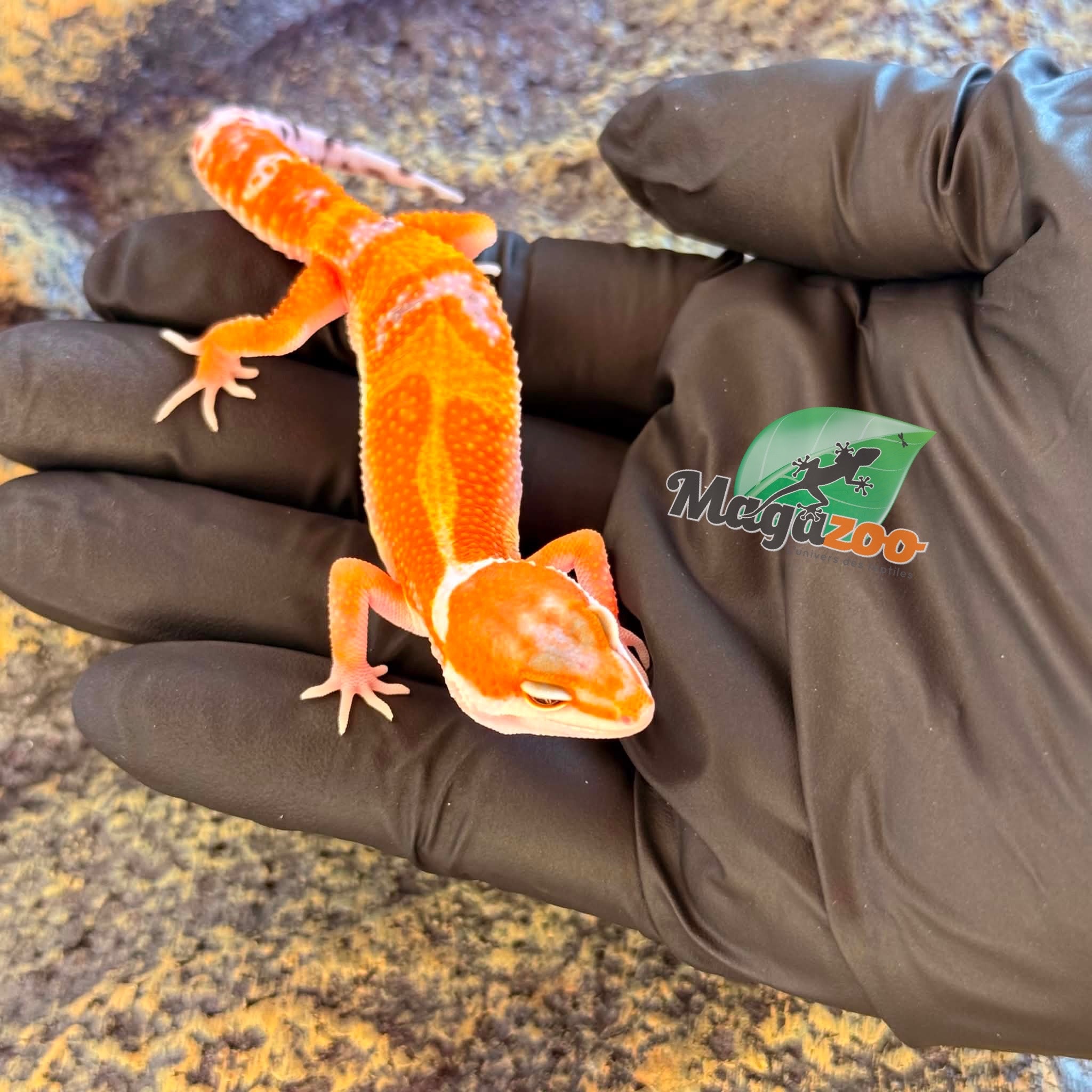 Magazoo Gecko léopard White & Yellow 50% het albino Bell pos. Mandarin  Mâle 02/04/26