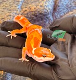 Magazoo Male White & Yellow 50% het albino Bell pos. Mandarin Leopard Gecko 04/02/26