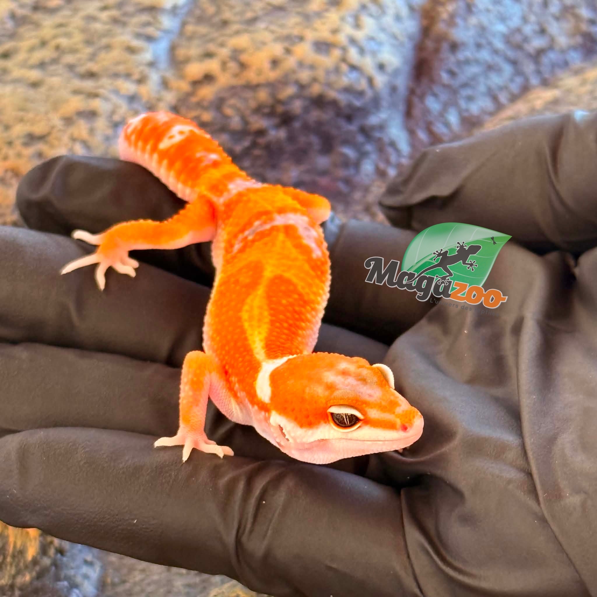 Magazoo Gecko léopard White & Yellow 50% het albino Bell pos. Mandarin  Mâle 02/04/26
