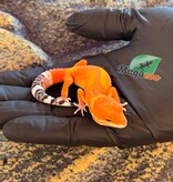 Magazoo Gecko léopard White & Yellow 50% het albino Bell pos. Mandarin  Mâle 02/04/26