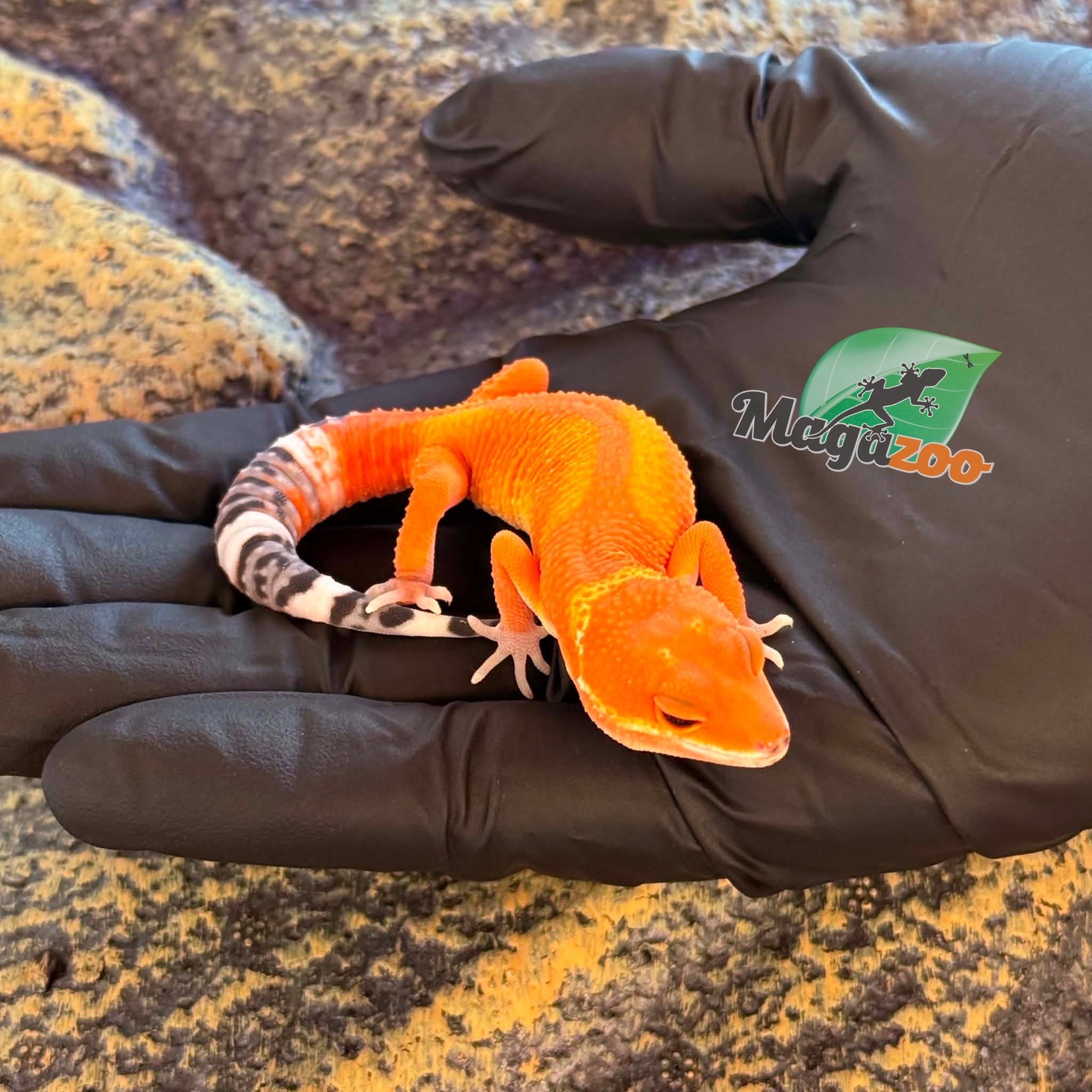 Magazoo Male White & Yellow 50% het albino Bell pos. Mandarin Leopard Gecko 04/02/26