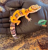Magazoo Gecko léopard Tangerine Bold femelle 06/03/26