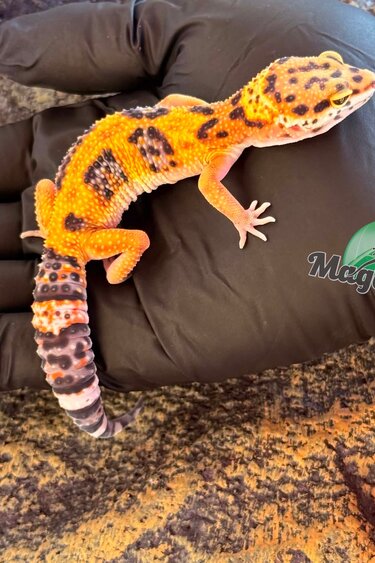 Magazoo Gecko léopard Tangerine Bold femelle 06/03/26