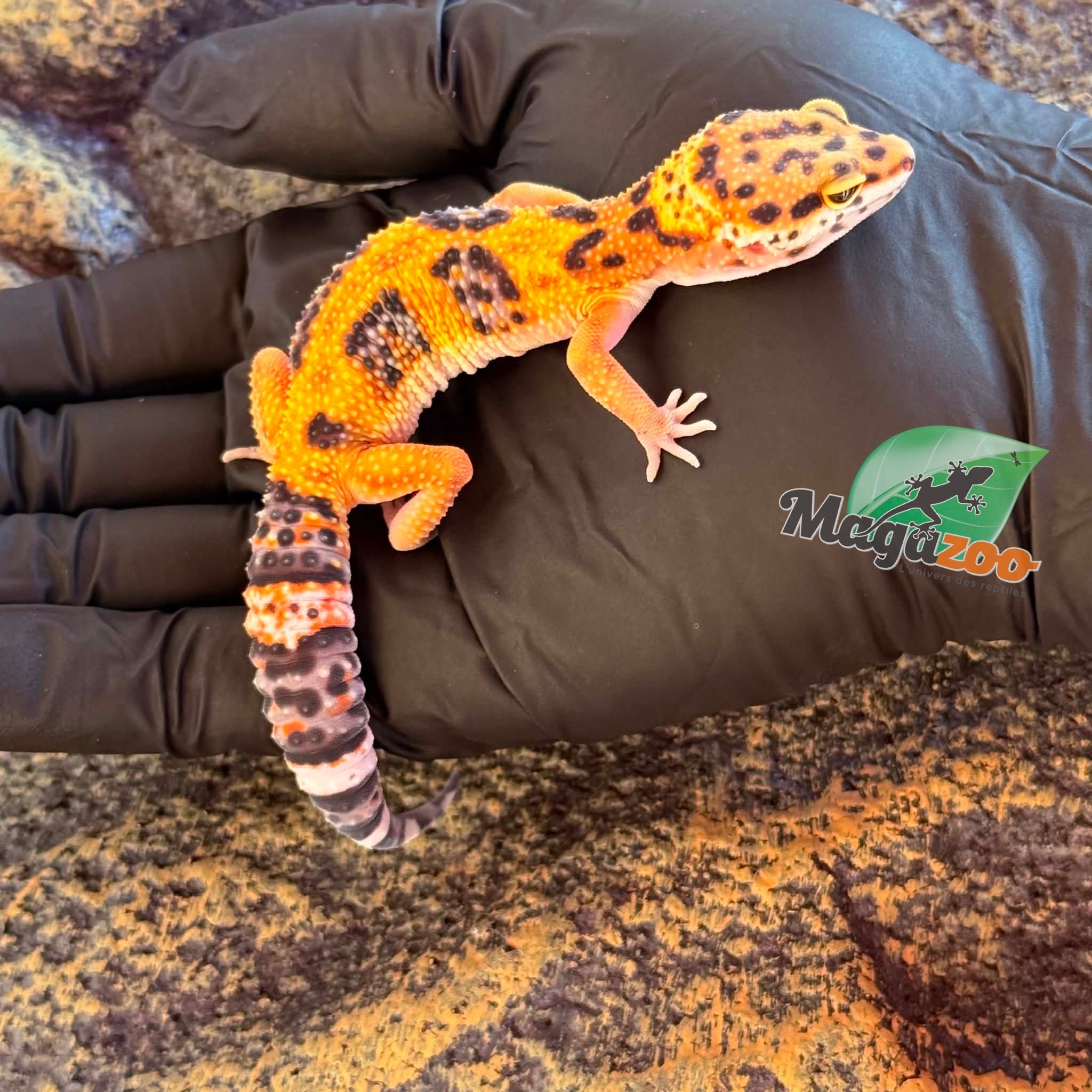 Magazoo Female Tangerine Bold Leopard gecko 03/06/26