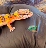 Magazoo Female Tangerine Bold Leopard gecko 03/06/26