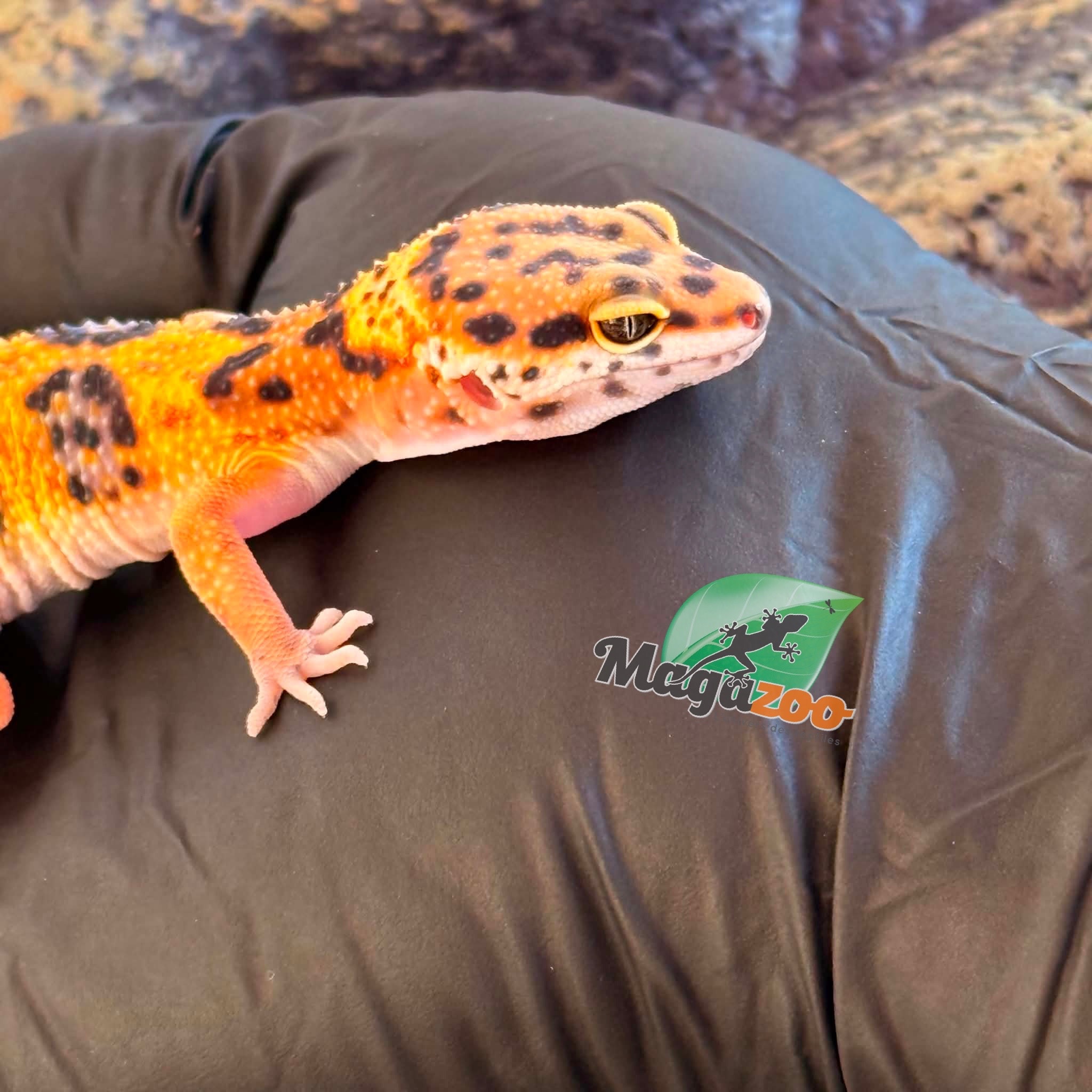 Magazoo Female Tangerine Bold Leopard gecko 03/06/26
