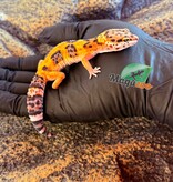 Magazoo Gecko léopard Tangerine Bold femelle 06/03/26
