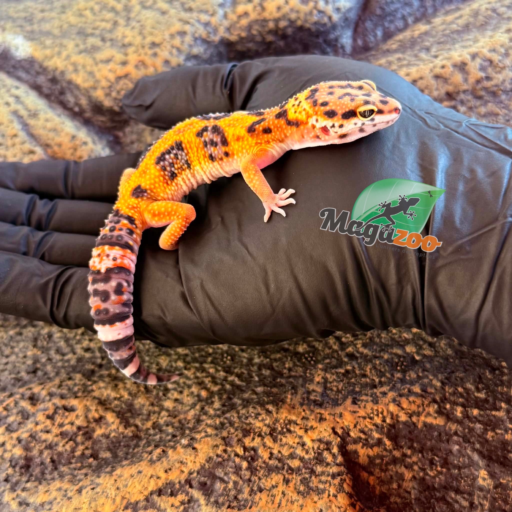 Magazoo Female Tangerine Bold Leopard gecko 03/06/26