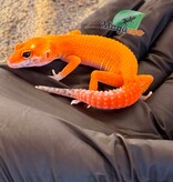 Magazoo Gecko léopard Sunglow femelle 17/04/26