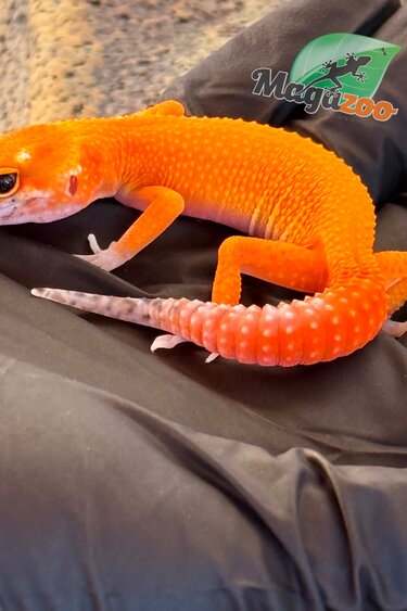 Magazoo Gecko léopard Sunglow femelle 17/04/26