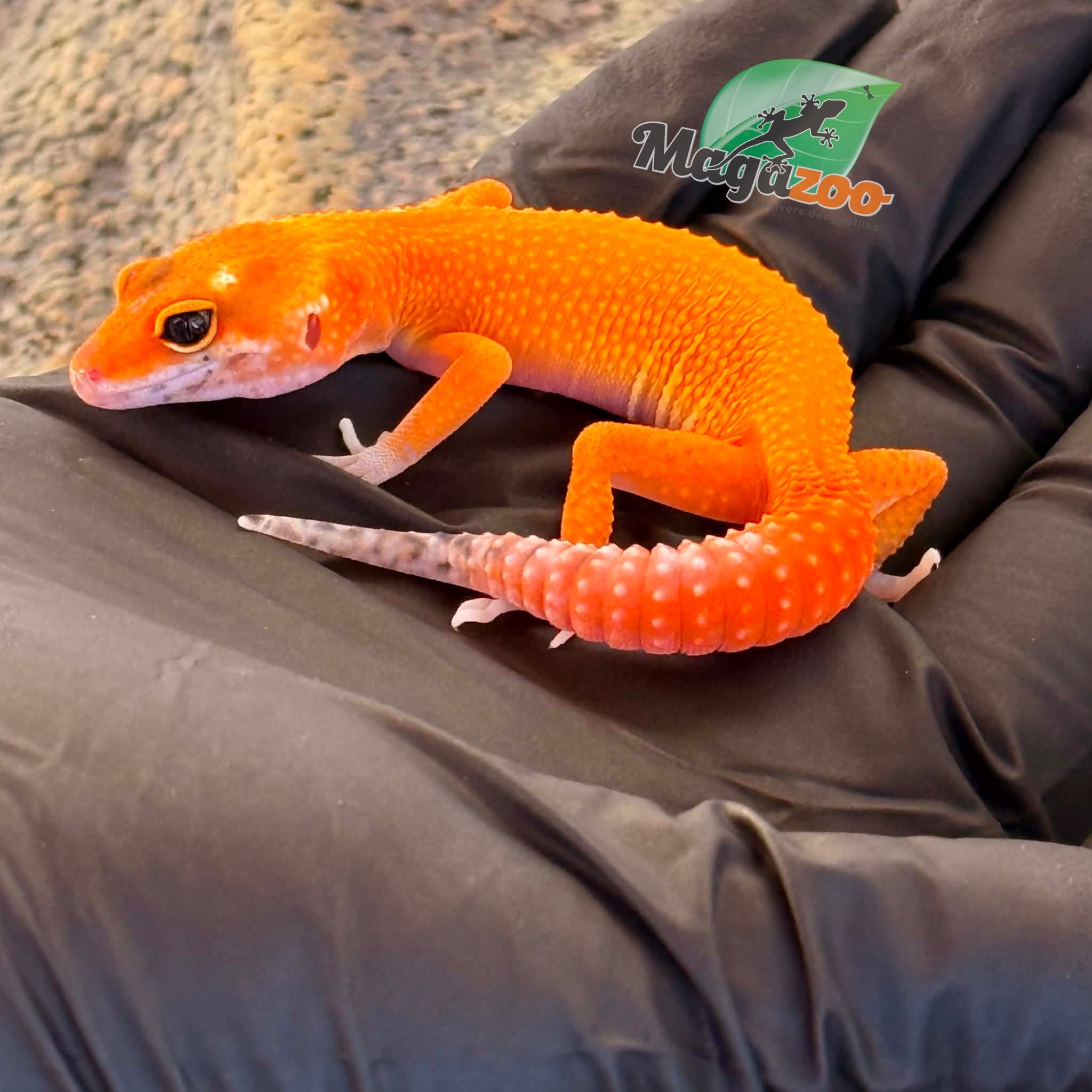 Magazoo Gecko léopard Sunglow femelle 17/04/26