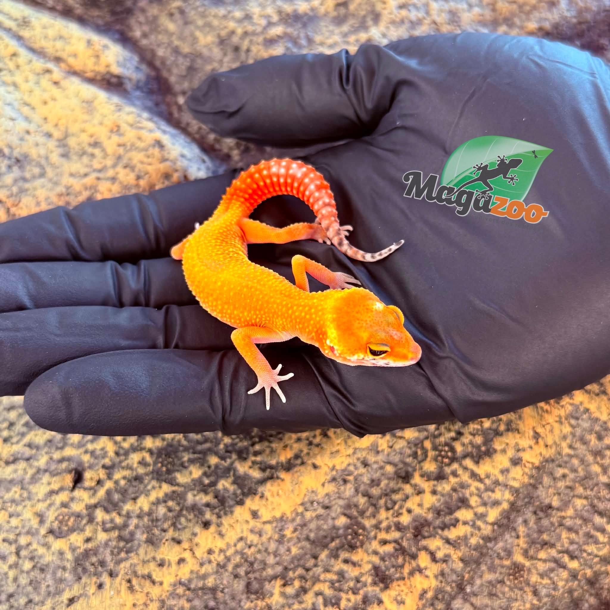 Magazoo Female Sunglow Leopard gecko 04/17/26