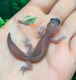 Magazoo Gecko à queue grasse Oreo  Patternless