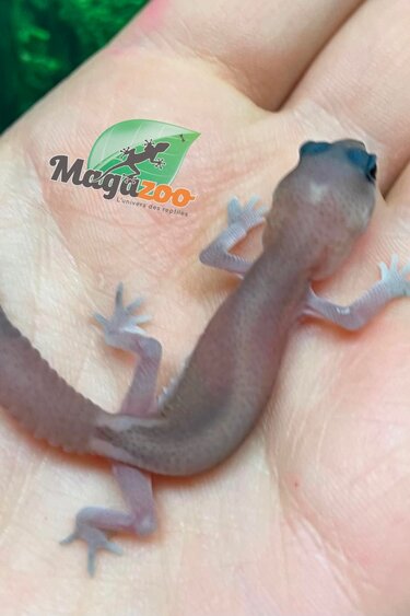 Magazoo Gecko à queue grasse Oreo  Patternless