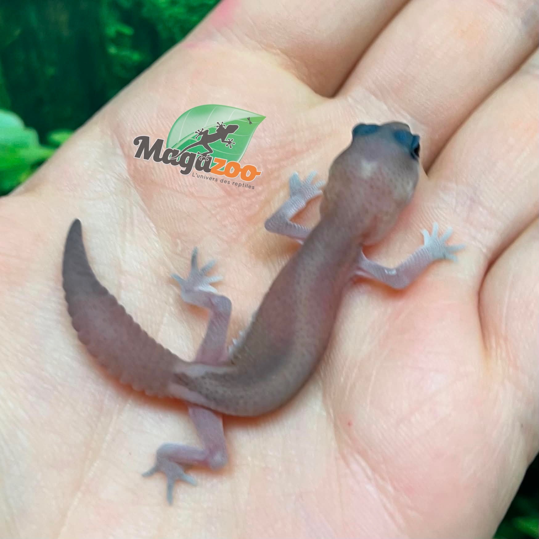Magazoo Oreo  Patternless Fat-tailed Gecko
