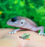 Magazoo Gecko à queue grasse Oreo  Patternless