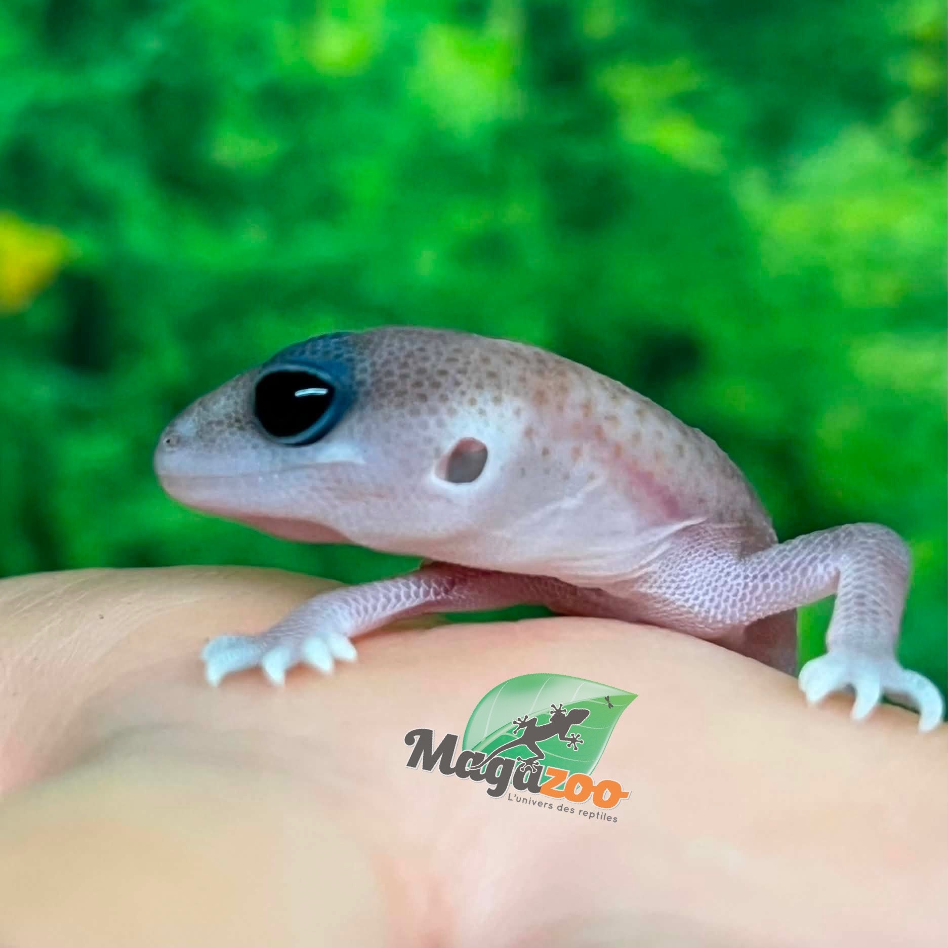 Magazoo Oreo  Patternless Fat-tailed Gecko