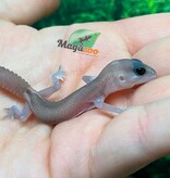 Magazoo Gecko à queue grasse Oreo  Patternless