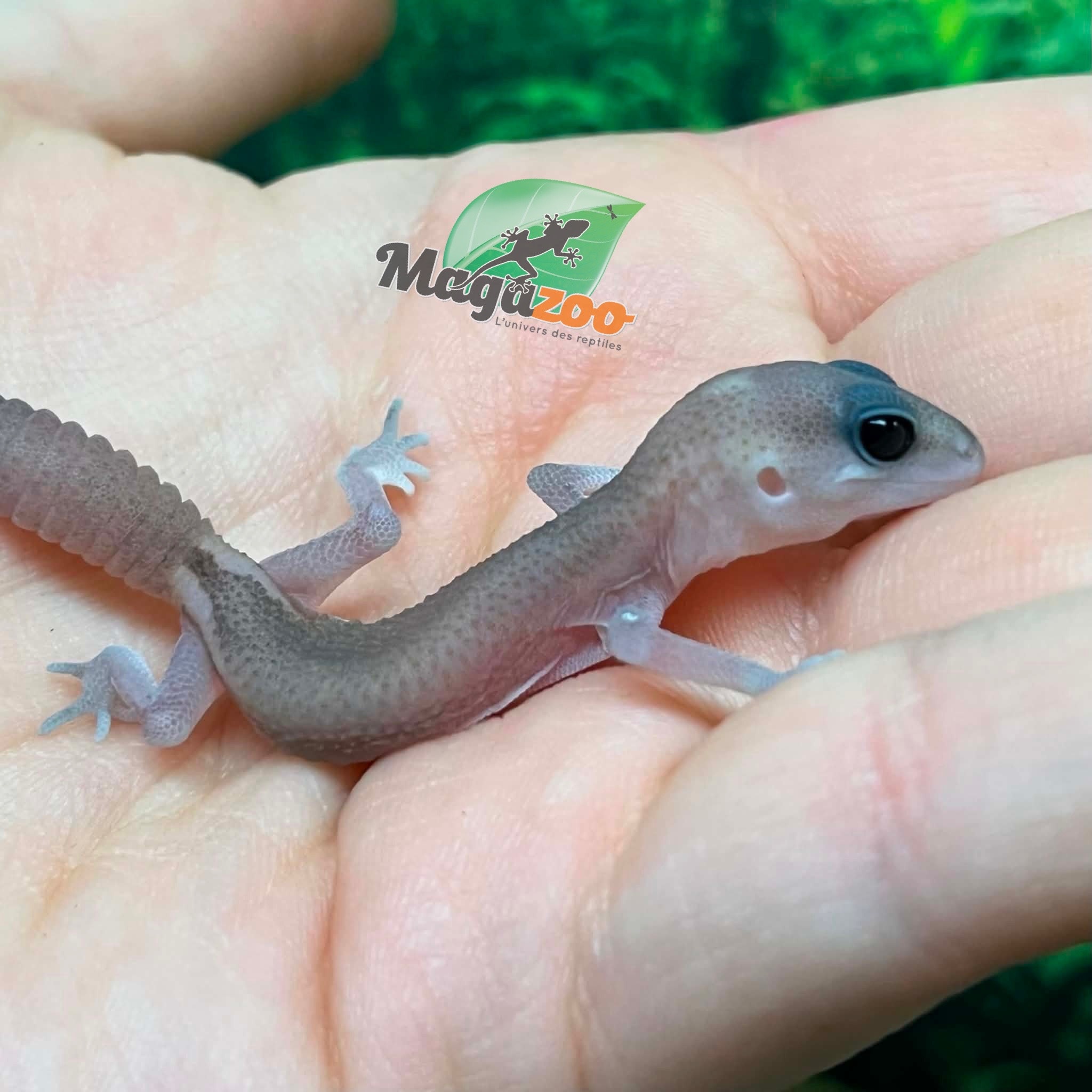 Magazoo Gecko à queue grasse Oreo  Patternless