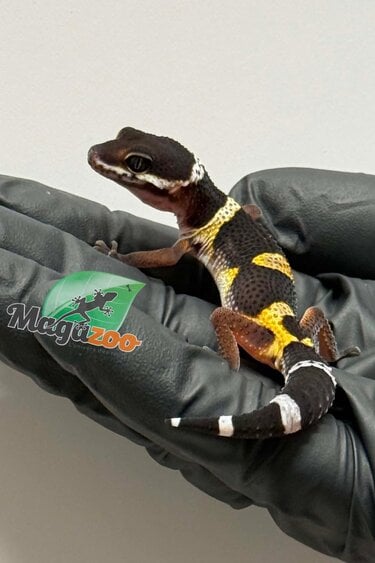 Magazoo Female Blacknight Electric Leopard gecko 04/06/26