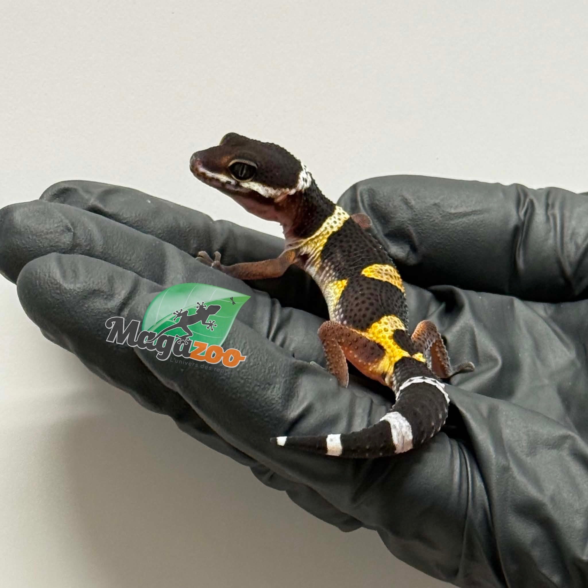 Magazoo Female Blacknight Electric Leopard gecko 04/06/26