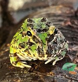 Magazoo Green horned frog (PacMan)