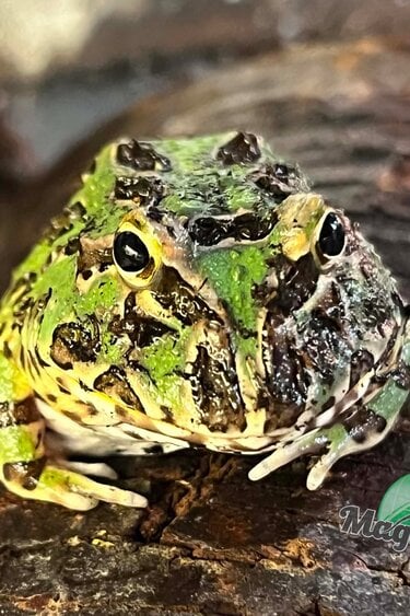 Magazoo Green horned frog (PacMan)