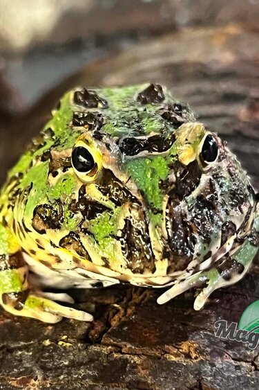 Magazoo Grenouille Cornue d'Argentine Verte (Pac Man)