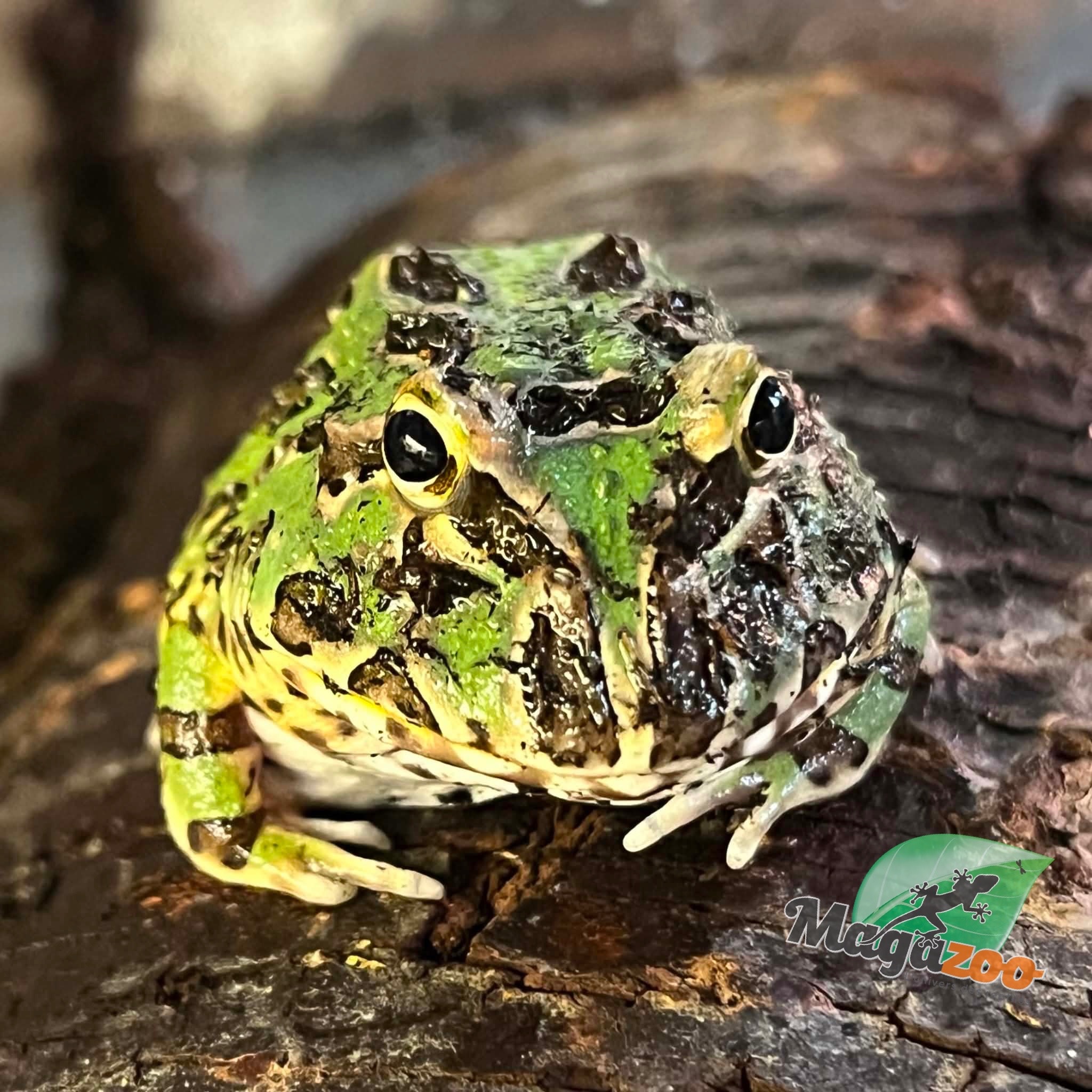 Magazoo Green horned frog (PacMan)