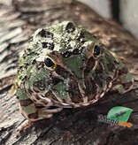 Magazoo Green horned frog (PacMan)
